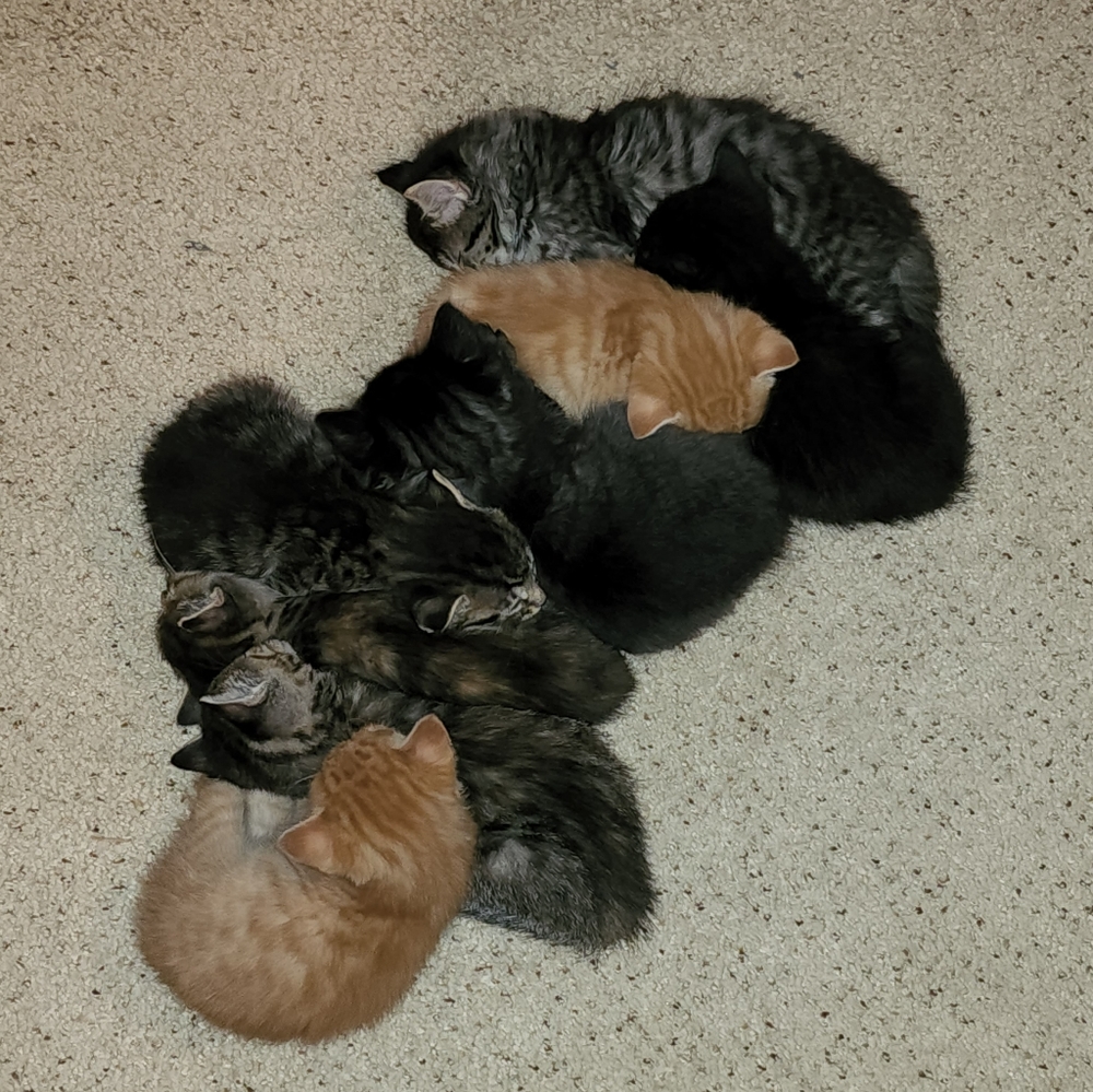 Save the kittens! - Picture 2 of 9